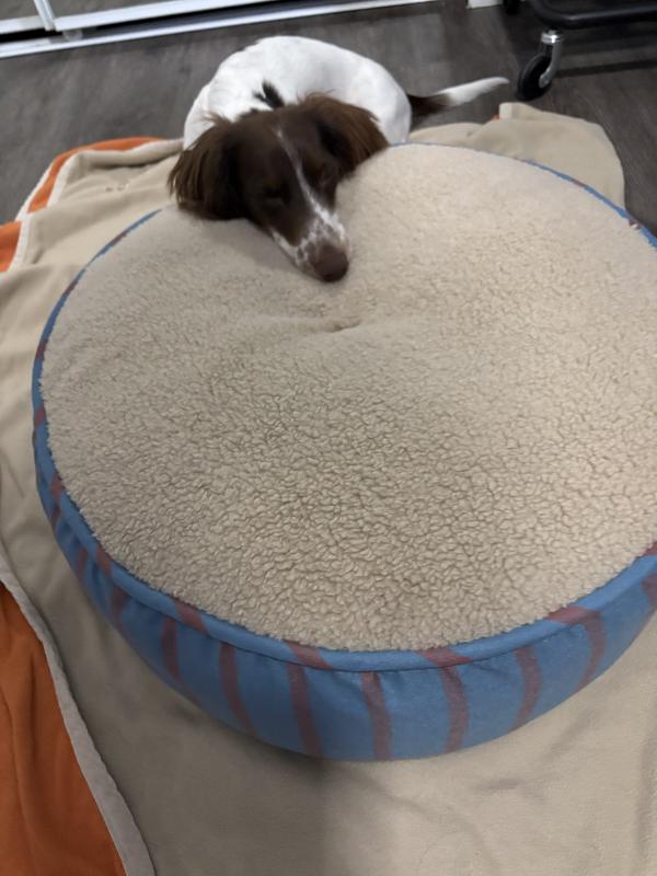 Mochas new bed