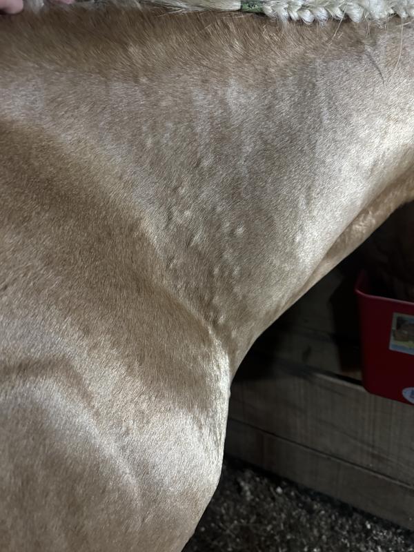 I have two horses that I stated on this supplement and both now have hives