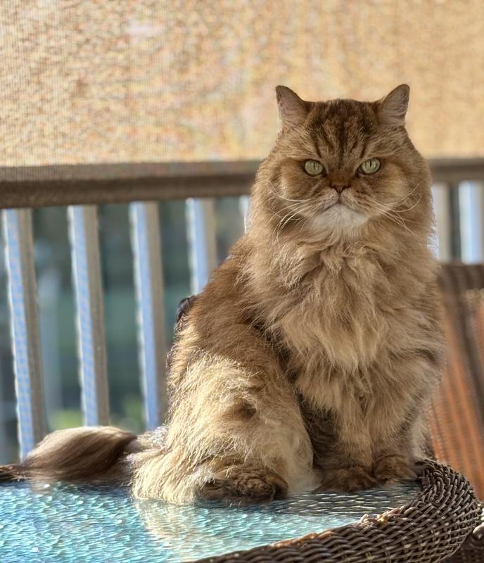 My Bella enjoys the patio every day.