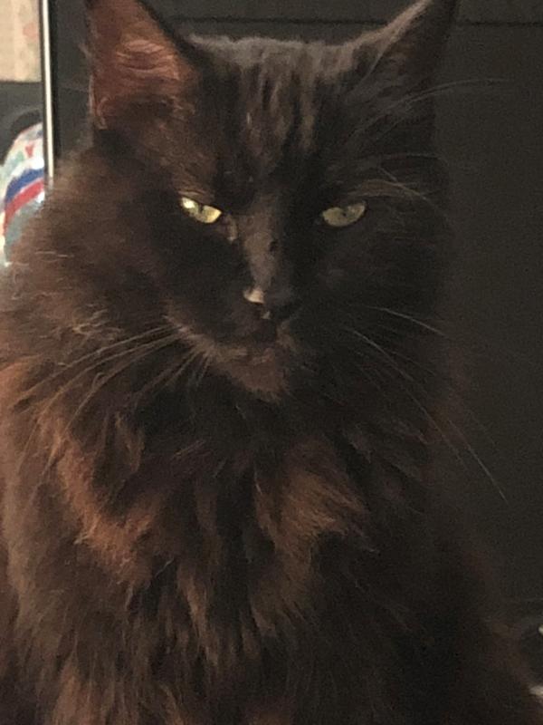 Introducing the World's Pickiest Kitty