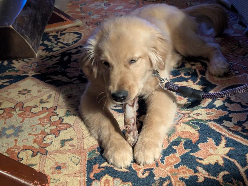 The puppy attacked them with gusto as well