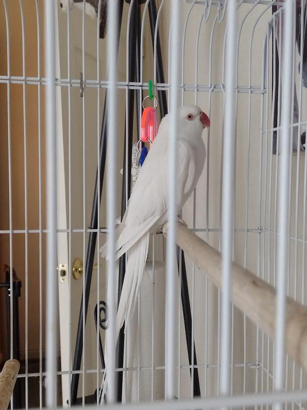 "Dusty" Rescue Bird