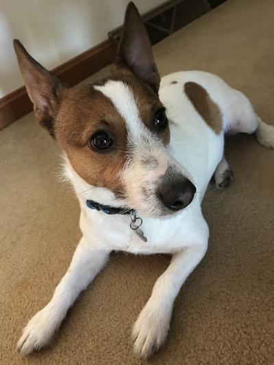 Bailey relaxing until his Chewy delivery arrives!