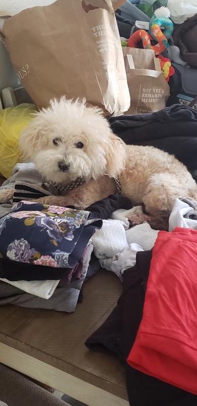 My Grover my y boi. He's a bi-poo