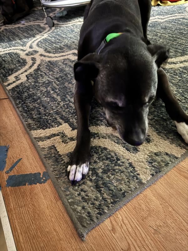 Picky old man happily devouring his treat