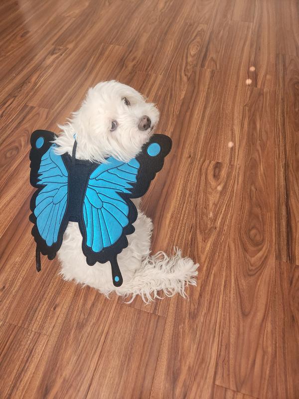 Frisco Monarch Butterfly Dog & Cat Costume