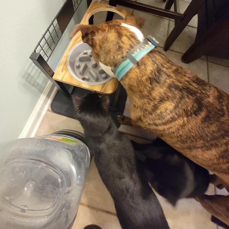 Kitties want a taste