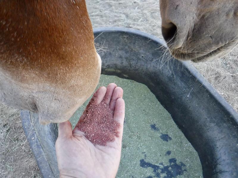 Jasper and Delta (mules) being introduced to Nutrena EquiMin