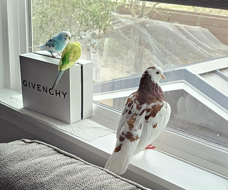 Spoiled Burbs