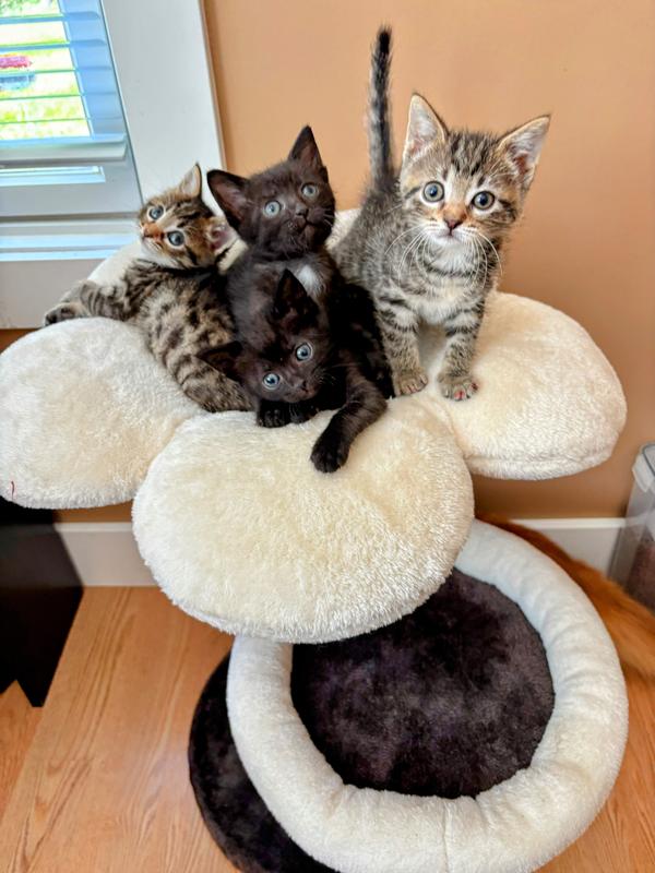 Foster kittens all on top!