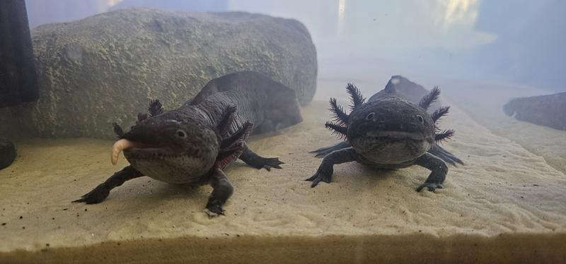 24hrs after. A little cloudy but sand has settled