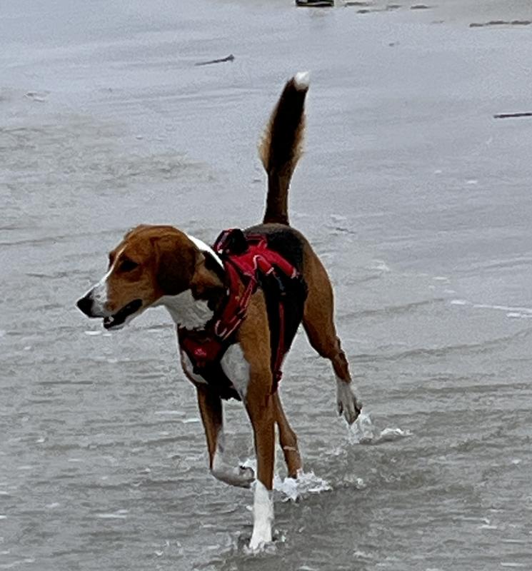 Birdie is 2 yrs old when we adopted her. We learned she is very fussy when it comes to food. Thanks to Wag dog food, the problem has been solved.