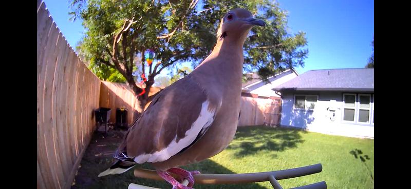 White Winged Dove