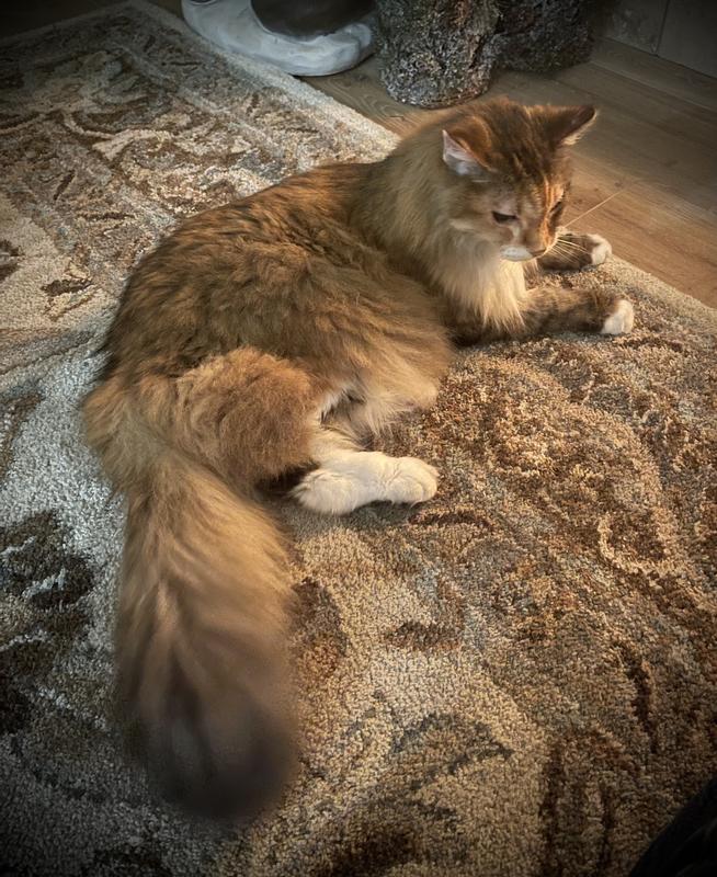 Loving - so very much special- smart- rescued at 3 years old