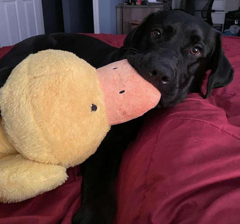 FRISCO Plush Squeaky Duck Dog Toy, Small - Chewy.com