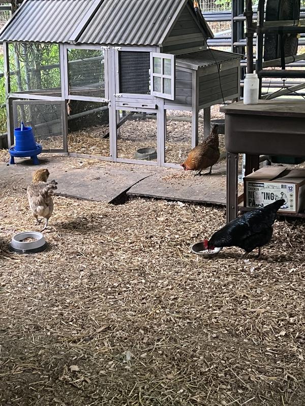 Hens going to town on the Select Layer