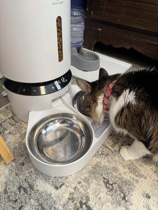 Double automatic outlet cat feeder