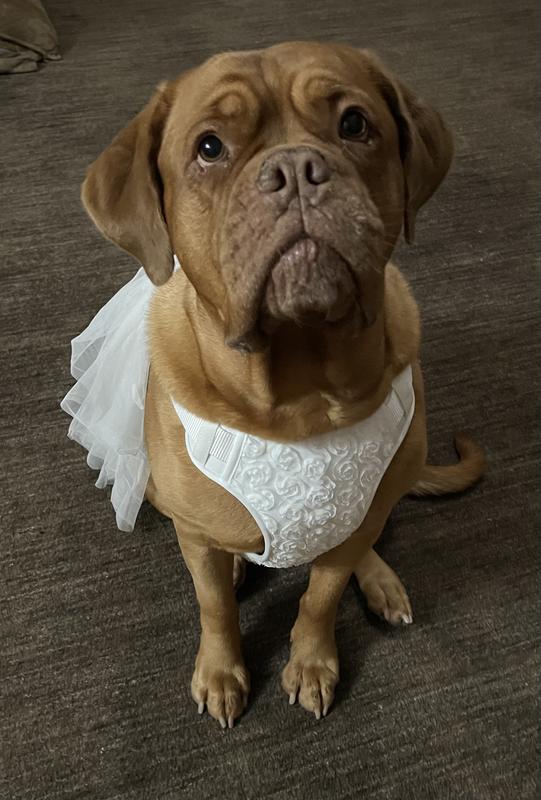 Shandy front view breast plate