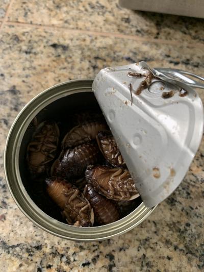 Large Dubia Roaches