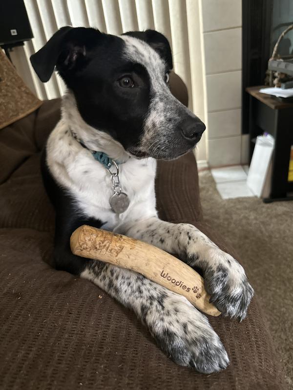 Toy size “Medium”