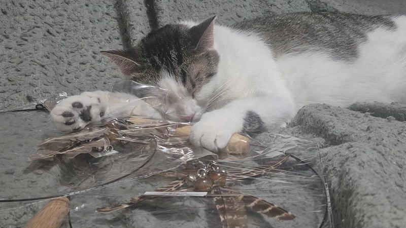 Orion guarding his toys..