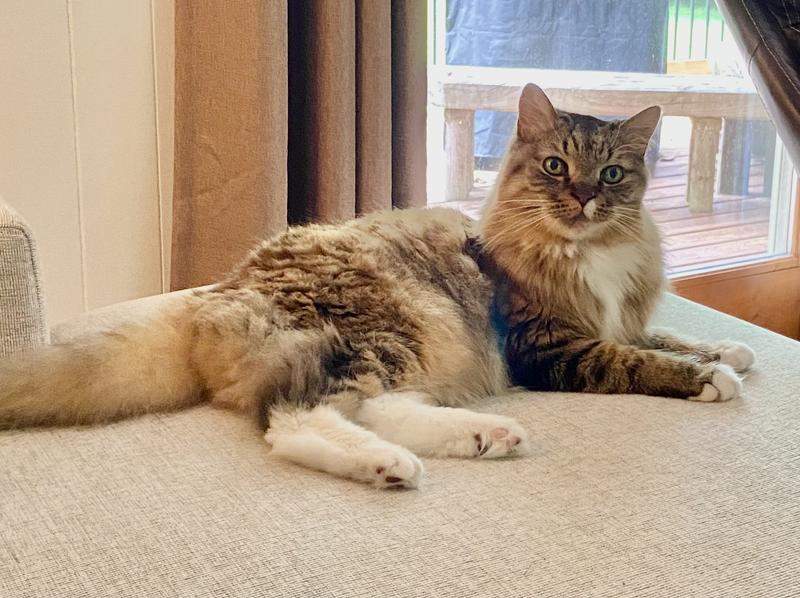 Calm, cool, and collected. Meow’zy!