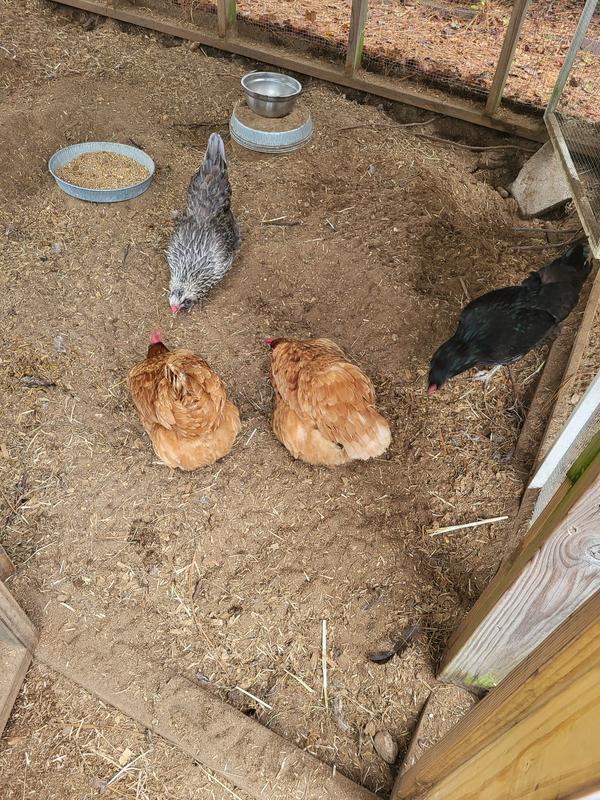 4 happy chickens
