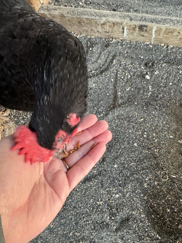 Nom nom!