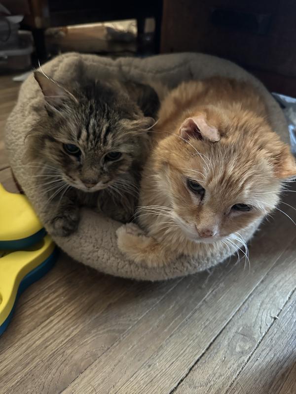 My late Wyatt and Henri - chronic ear wax