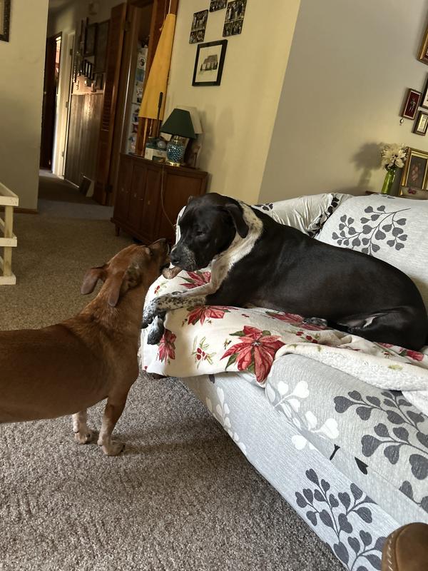 Tug if war over one of the Benebones!