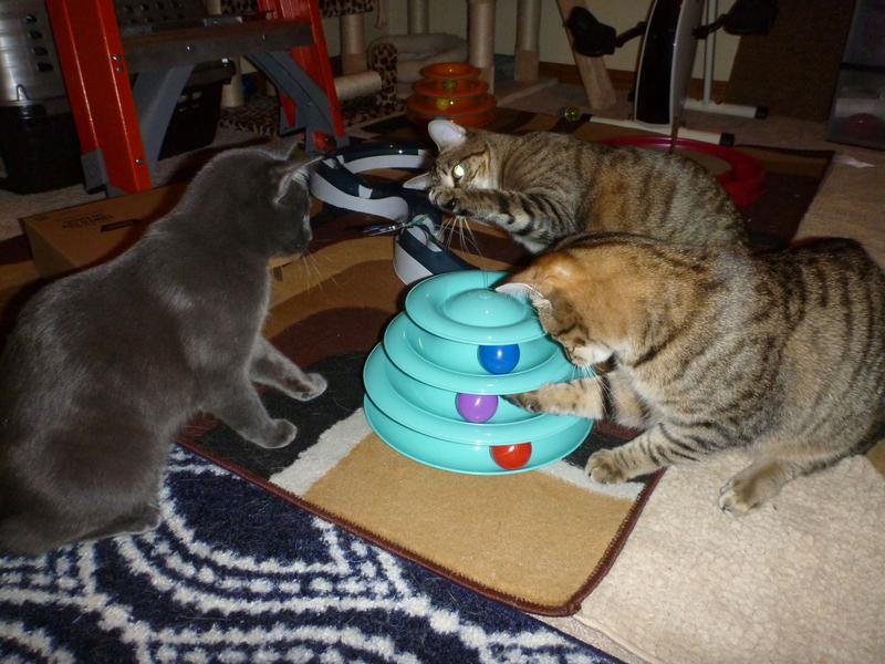 FRISCO Butterfly Cat Tracks Cat Toy, Blue - Chewy.com