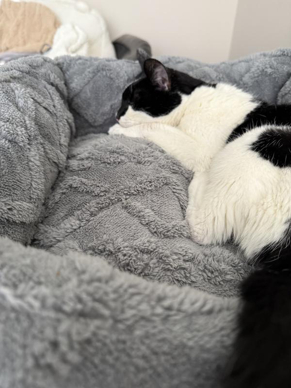Great bed for senior kitty!