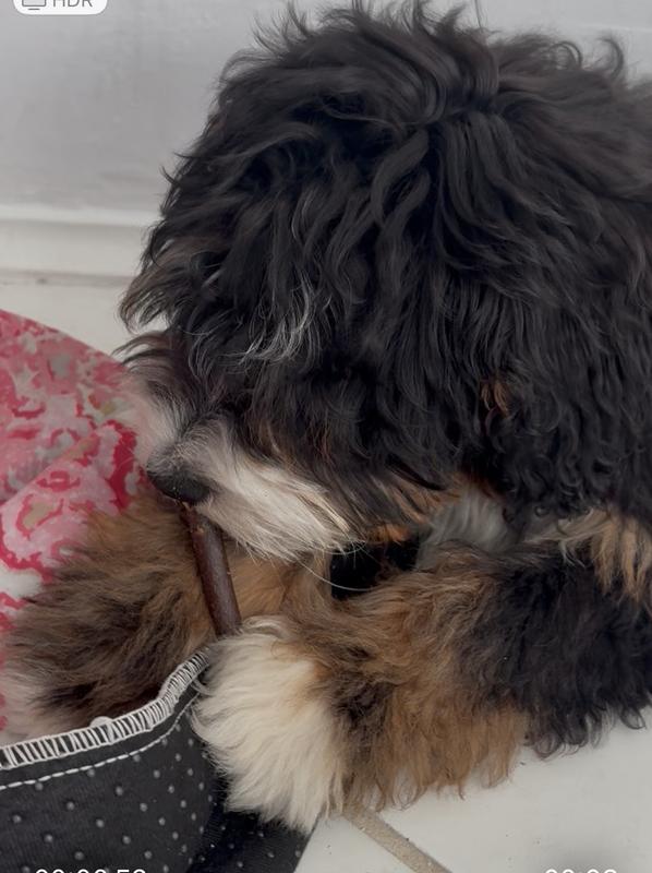 Ahsoka, mini bernedoodle