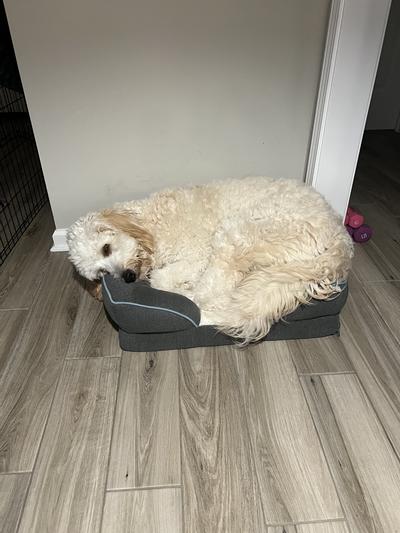 Andy stealing the little bed