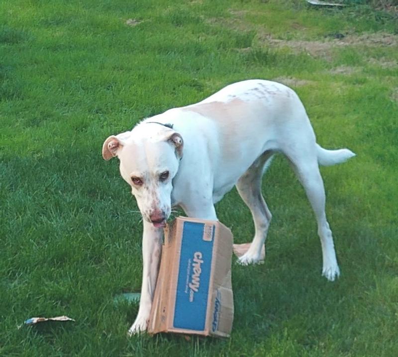 Ernie loves Chewy! Especially the boxes.