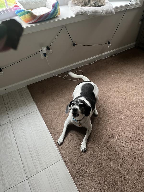 Many barks for the treat