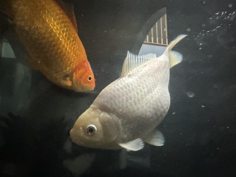 James and Jimmy waiting for their Omega One pellets