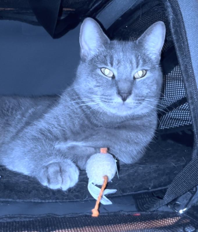 Just hanging out in his cat cave