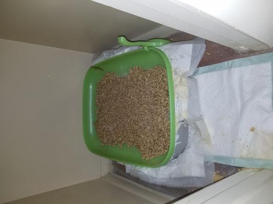 Removed cover, added karger pee pads and alternative pellet litter