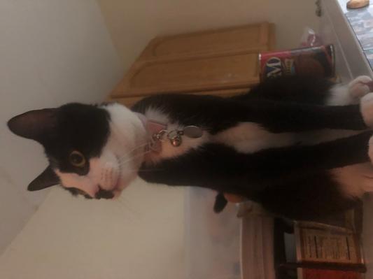 the unrepentant culprit