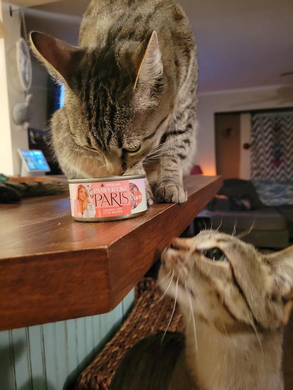 Our tabby girls went absolutely crazy for it