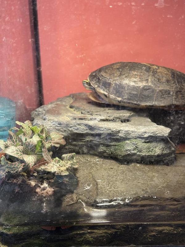 Pokey lounging on her rock.