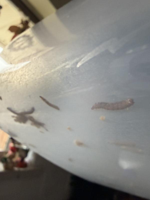 Larvae from this food