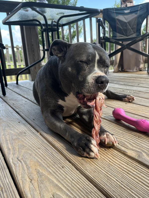 Lula enjoying her braided bully