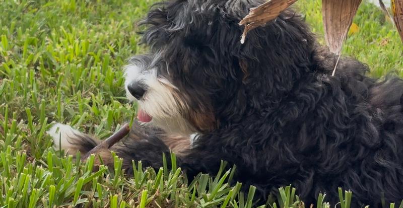 Ahsoka, mini bernedoodle