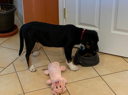Playing with the pig is second only eating.