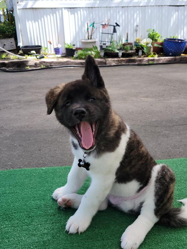 FRISCO Airtight Food Storage Container, Clear/Black, 12.75qt