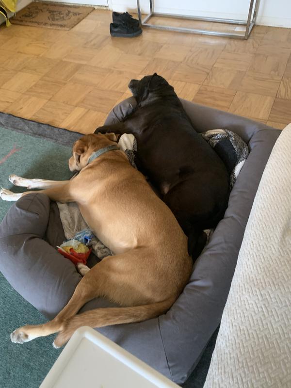 The XL size with a 75lb (left) and a 65lb dog.