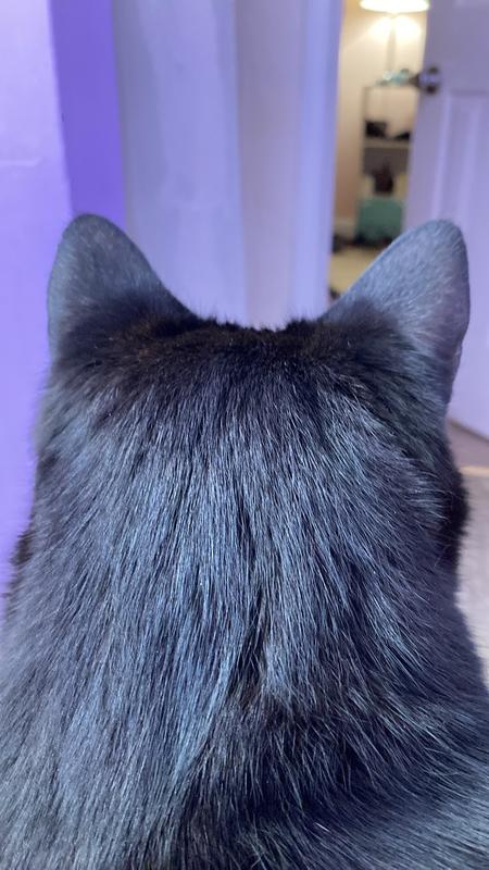 Dexter doing his Batman impression