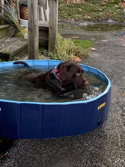 Zoofari store dog pool